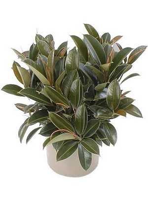 Фикус резиновый (Ficus elastica)