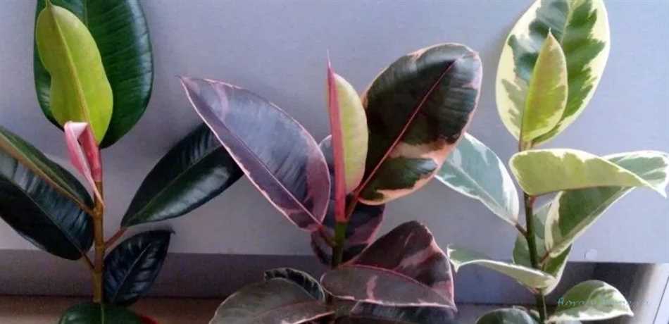 Фикус Мыши (Ficus pumila)