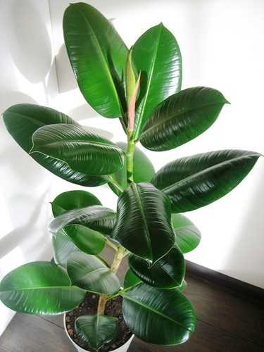 Фикус Радикал (Ficus radicans)