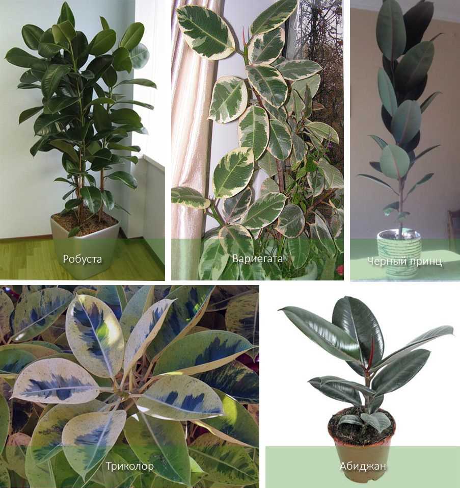 Фикус Бенджамина (Ficus benjamina)