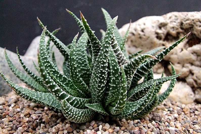 Алоэ вера (Aloe Vera)