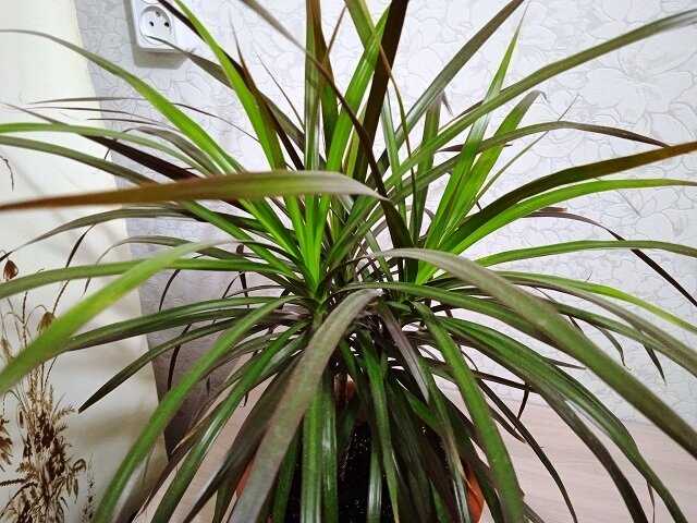 Драцена маргината (Dracaena marginata)