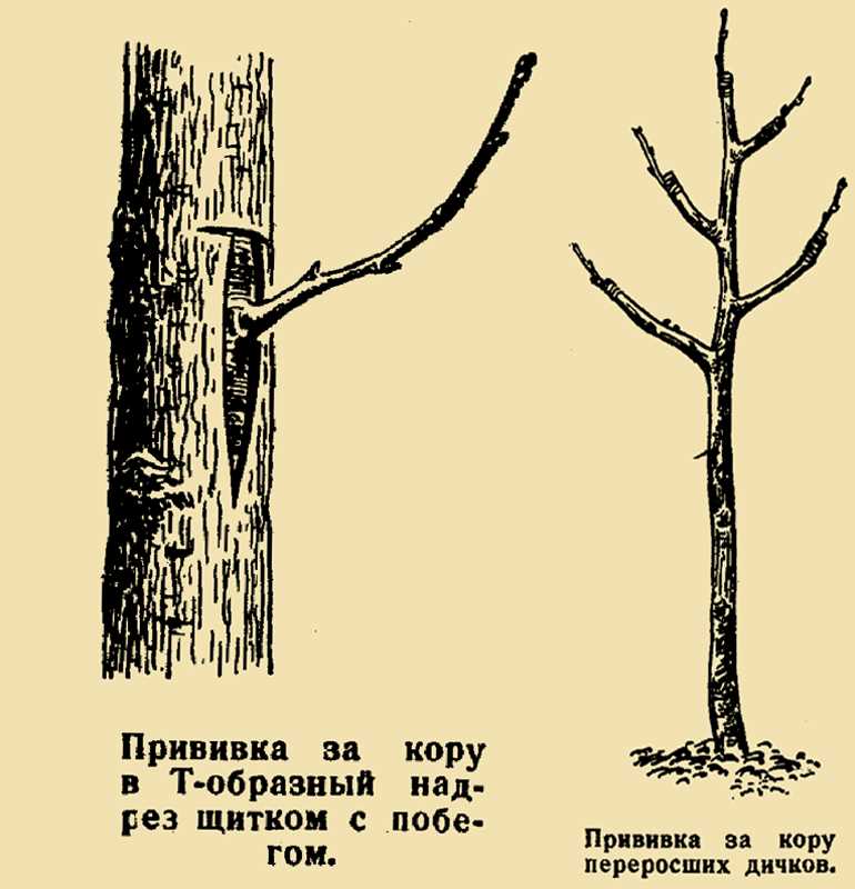 Основная цель надрезов на коре деревьев